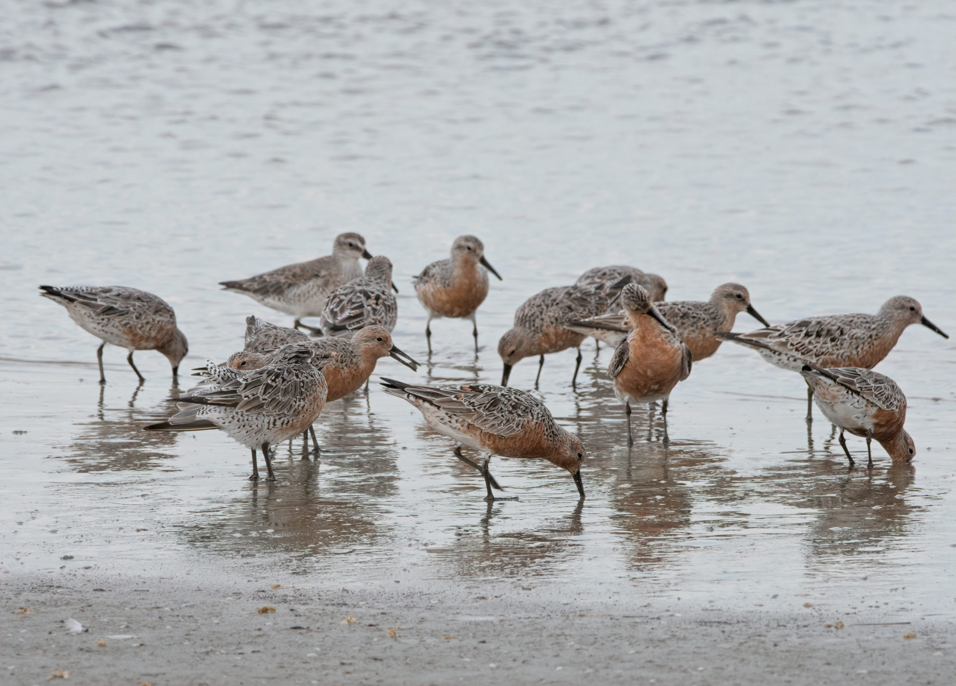 Un groupe de bécasseaux maubèches (oiseaux de rivage) se nourrissant sur la plage. © Paméla Cohen