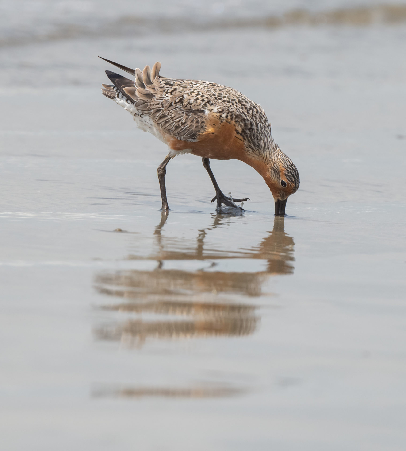 Photo d'un oiseau avec son bec sondant le sable d'une plage. Le régime alimentaire des nœuds rouges se compose principalement de crustacés comme les palourdes Donax. © Paméla Cohen